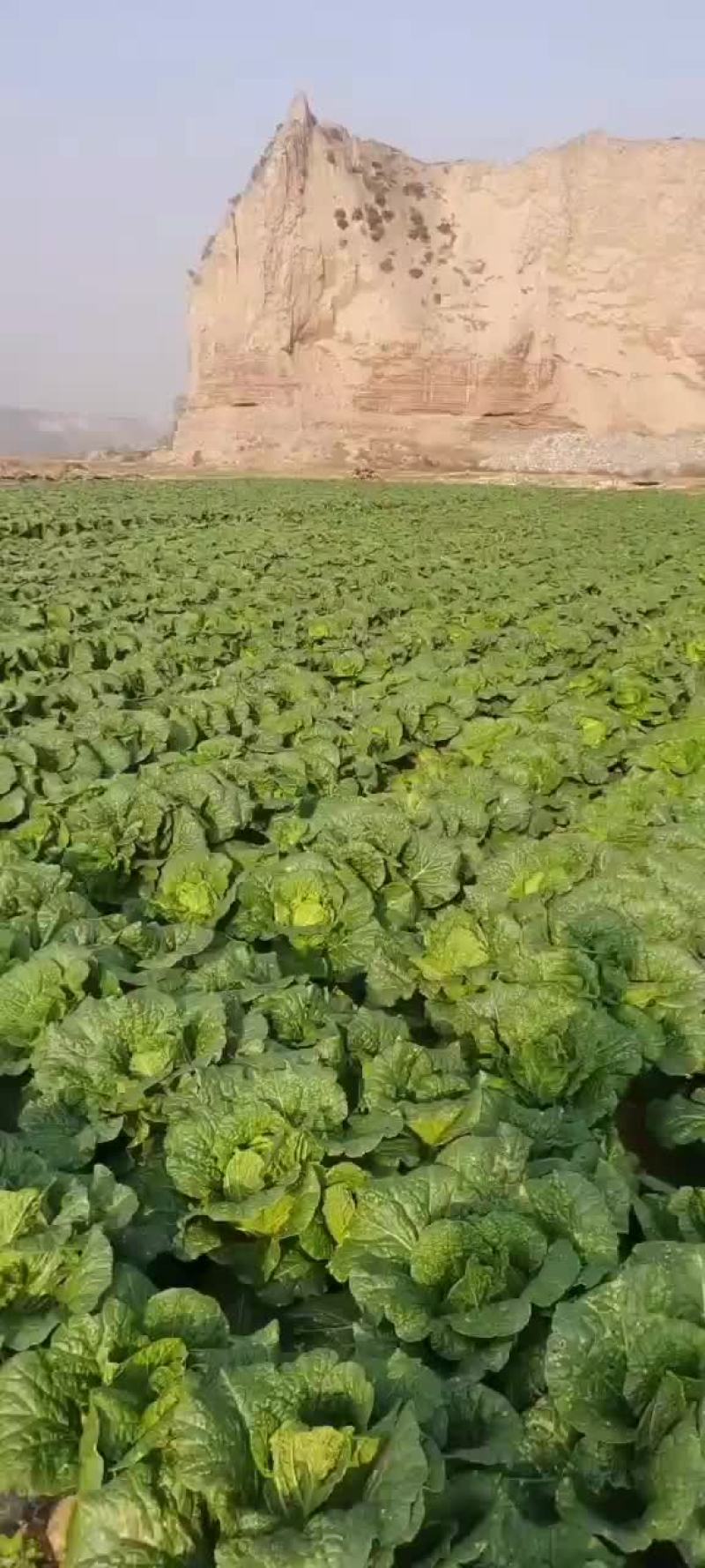 娃娃菜