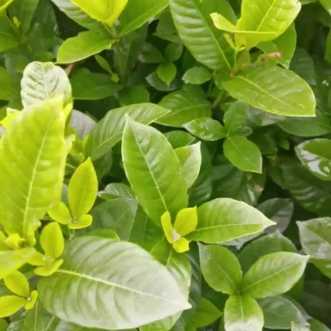 大栀子花