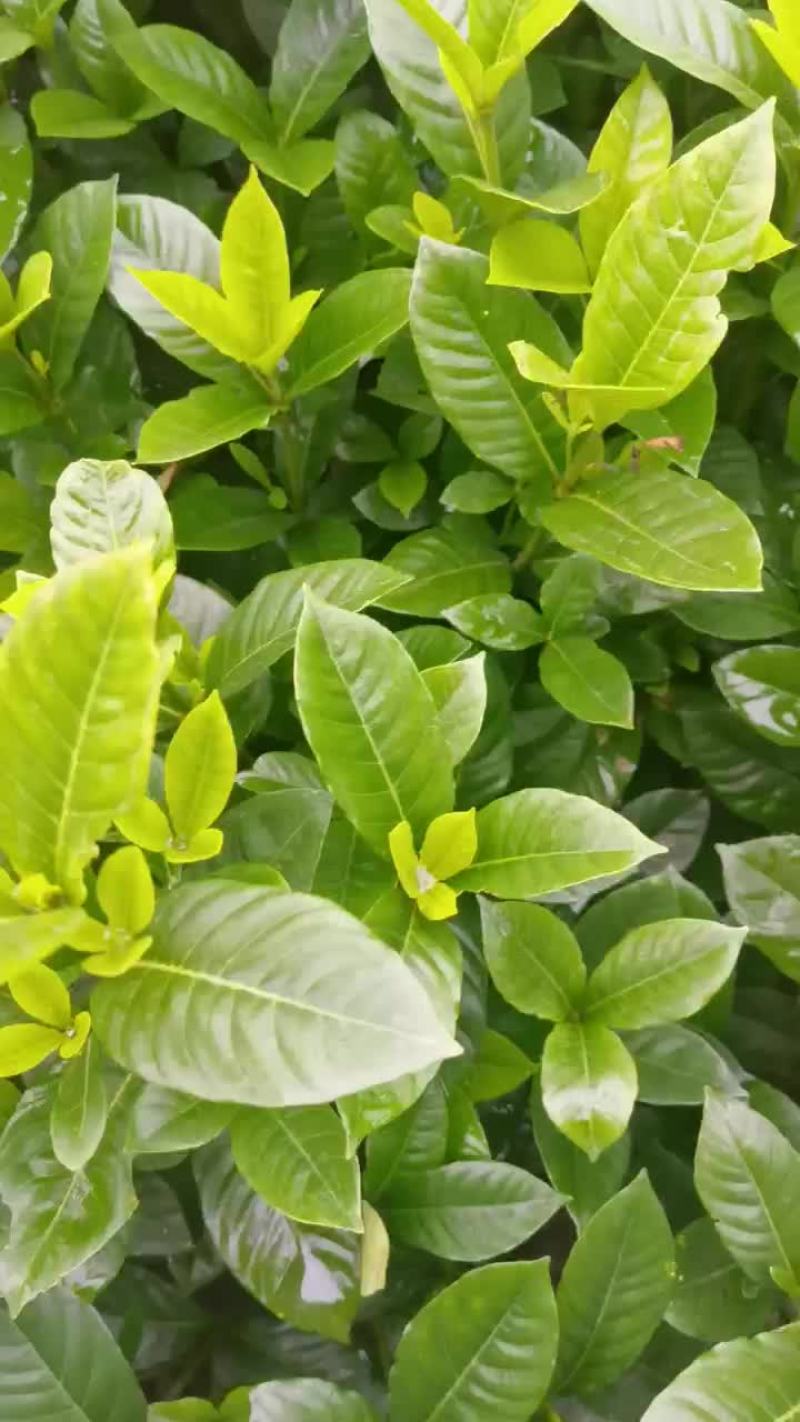 大栀子花