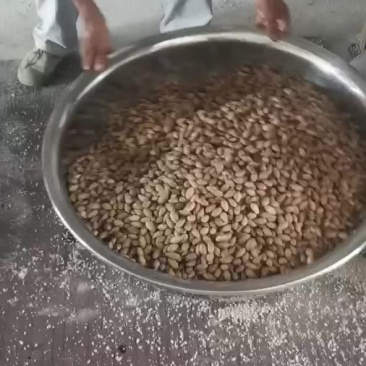 东阳香榧，大潘溪香榧，老树香榧