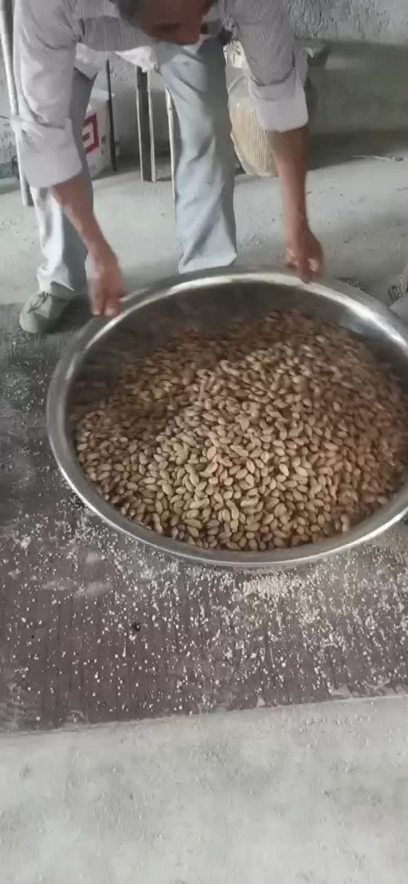 东阳香榧，大潘溪香榧，老树香榧