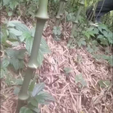 工艺品用料竹竿