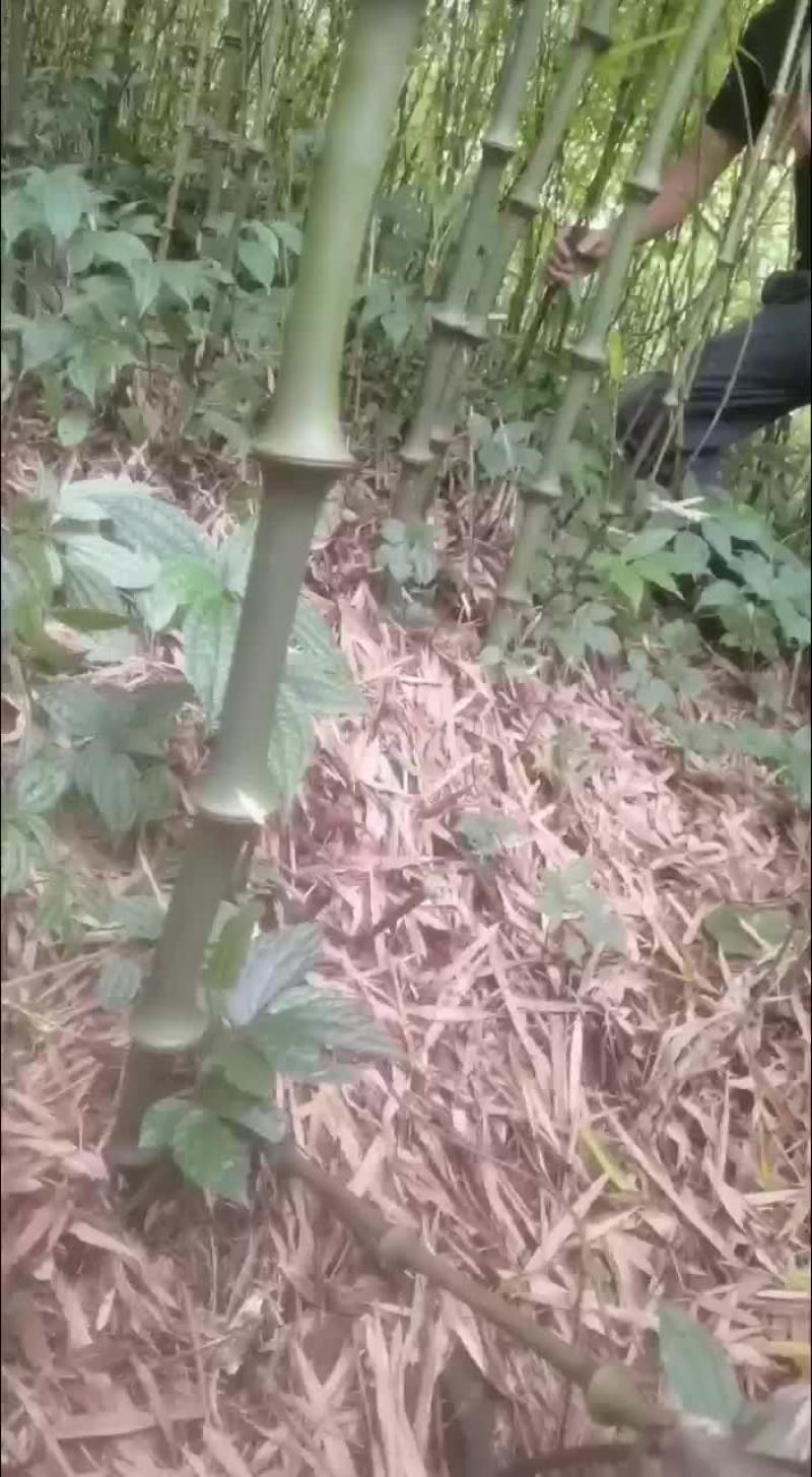 工艺品用料竹竿