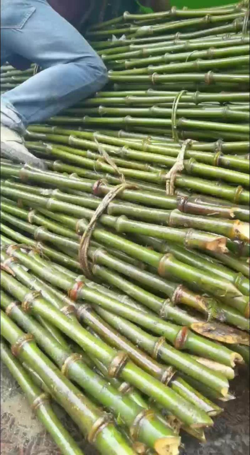 工艺品用料竹竿
