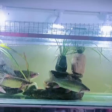 大斑鳜