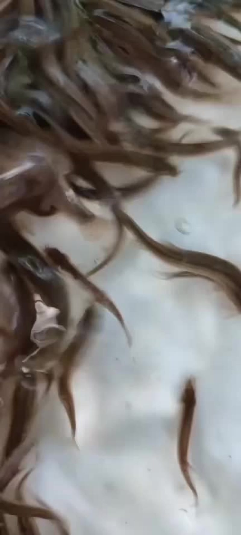 成品鱼和鱼苗放鱼塘水库的品种规格齐全