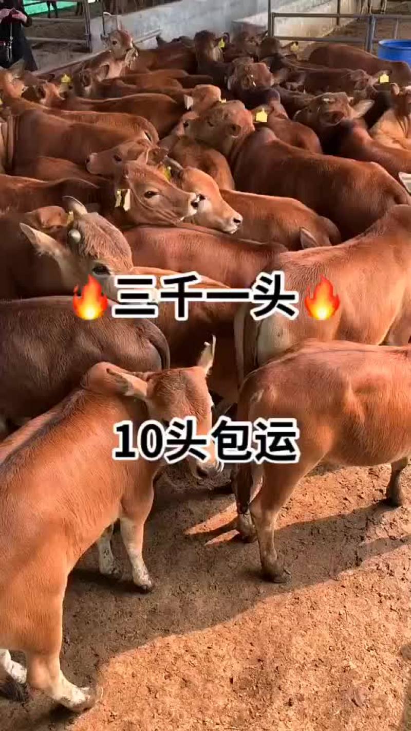 黄牛自繁自养价格便宜质量纯正买牛有补贴包送