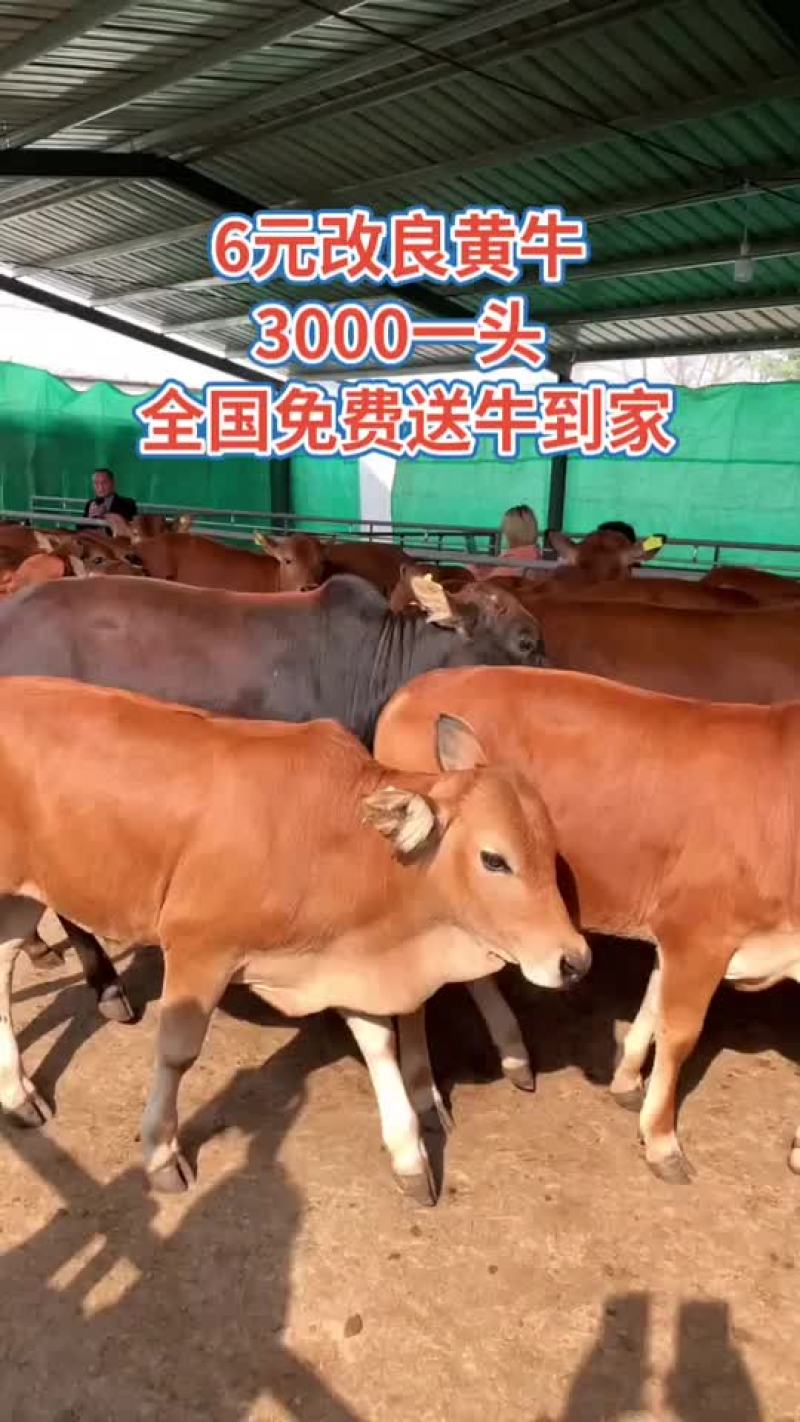 黄牛自繁自养价格便宜质量纯正买牛有补贴包送