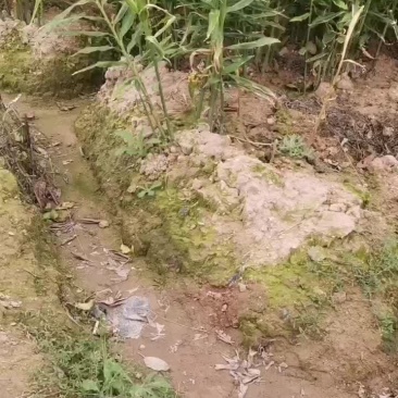 中黄姜