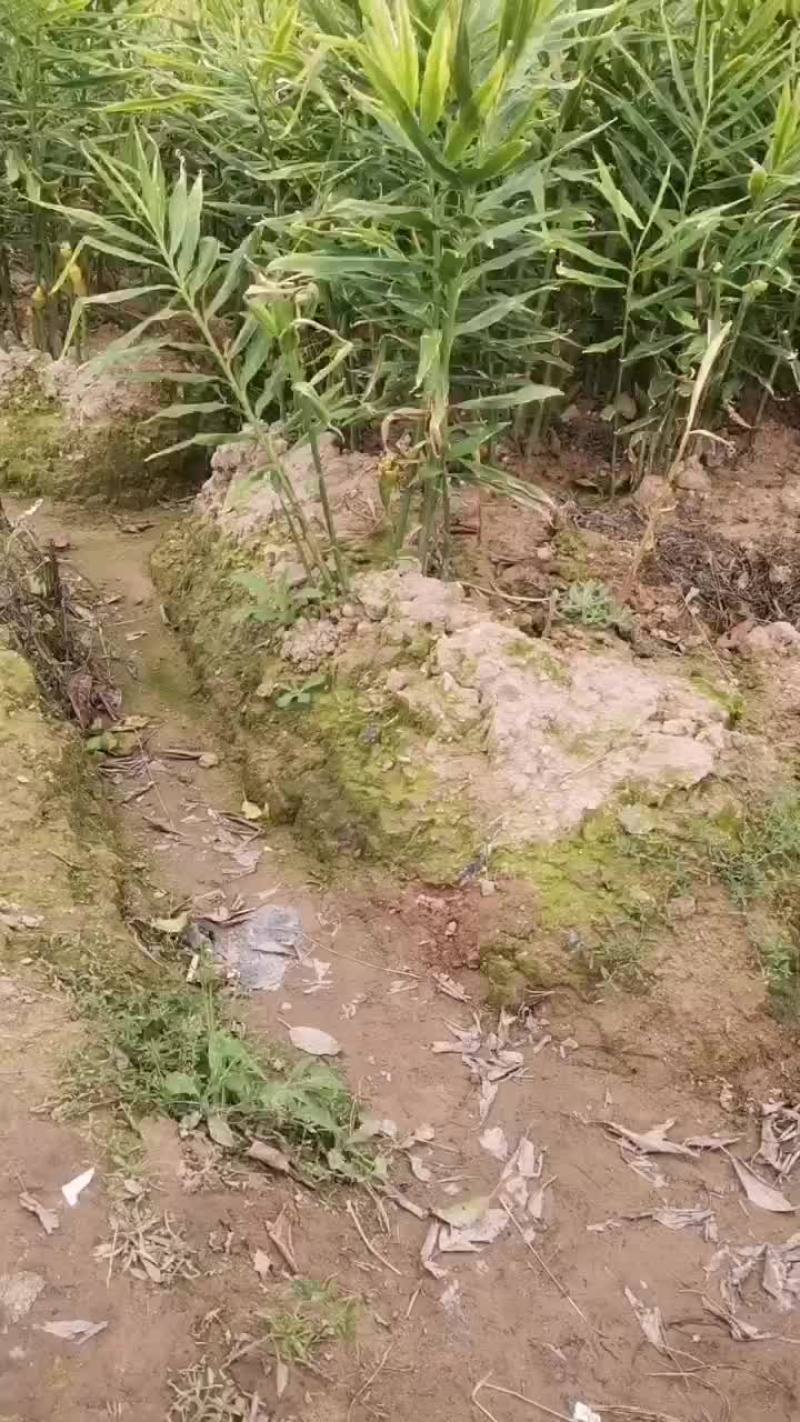 中黄姜