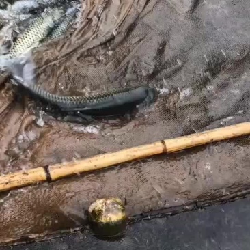 成品鱼批发品种规格齐全