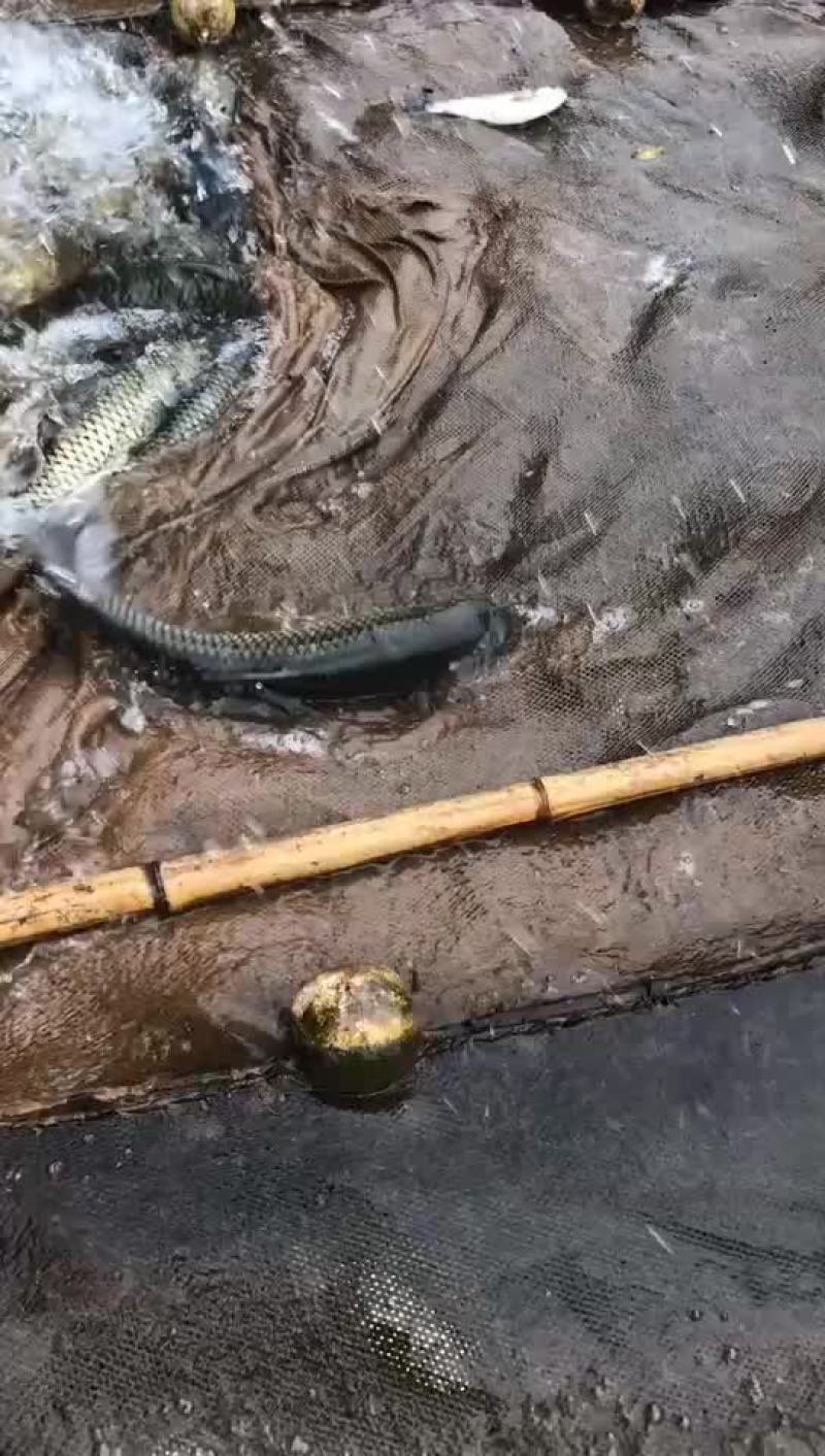 成品鱼批发品种规格齐全