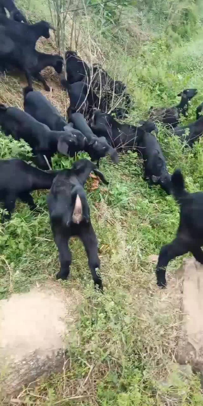 努比亚黑山羊，羊苗
