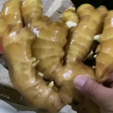 大黄姜批发价格山东生姜价格