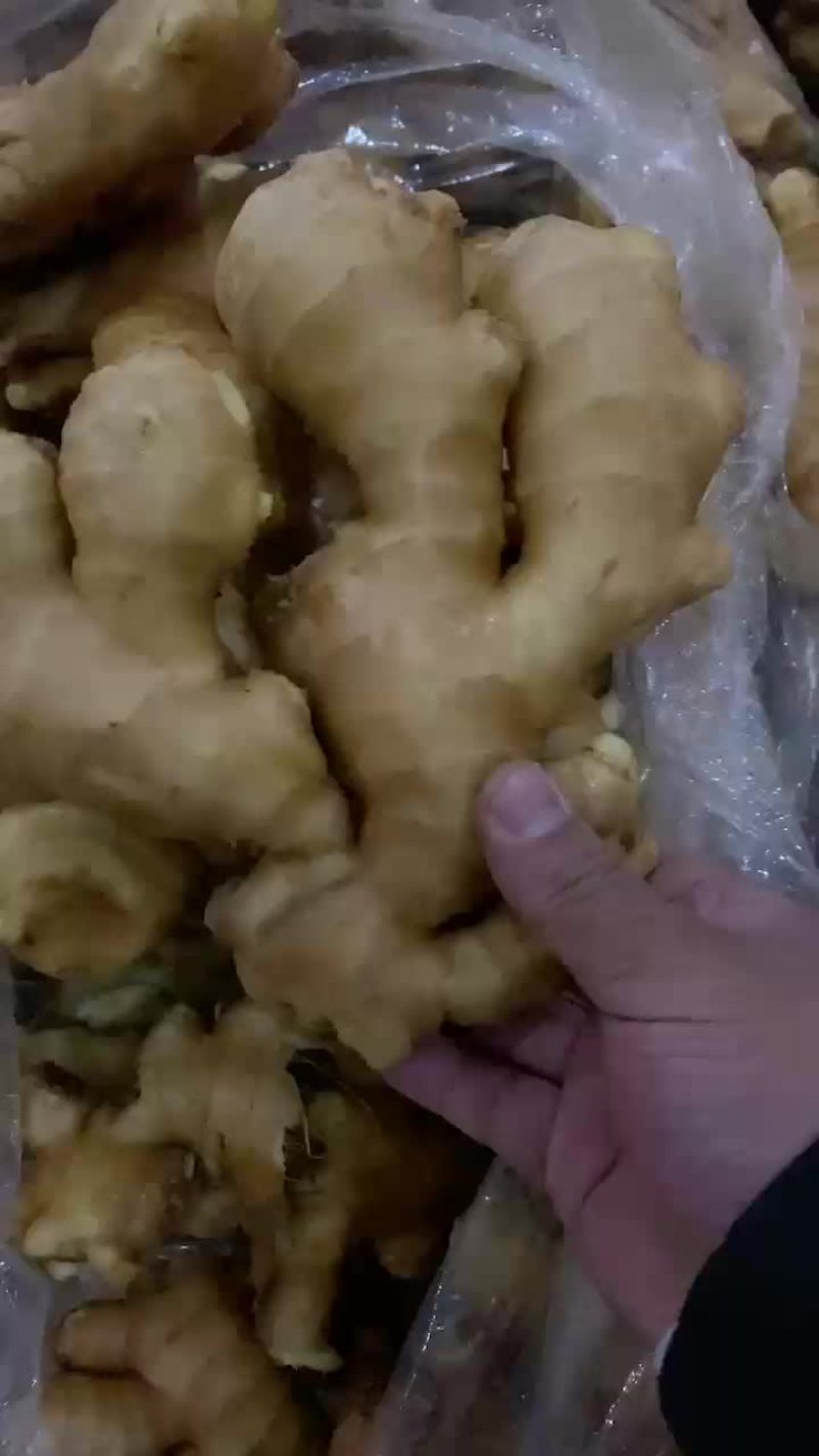 大黄姜批发价格山东生姜价格