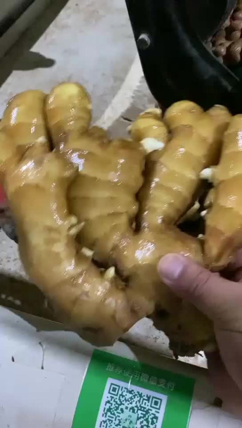 大黄姜批发价格山东生姜价格