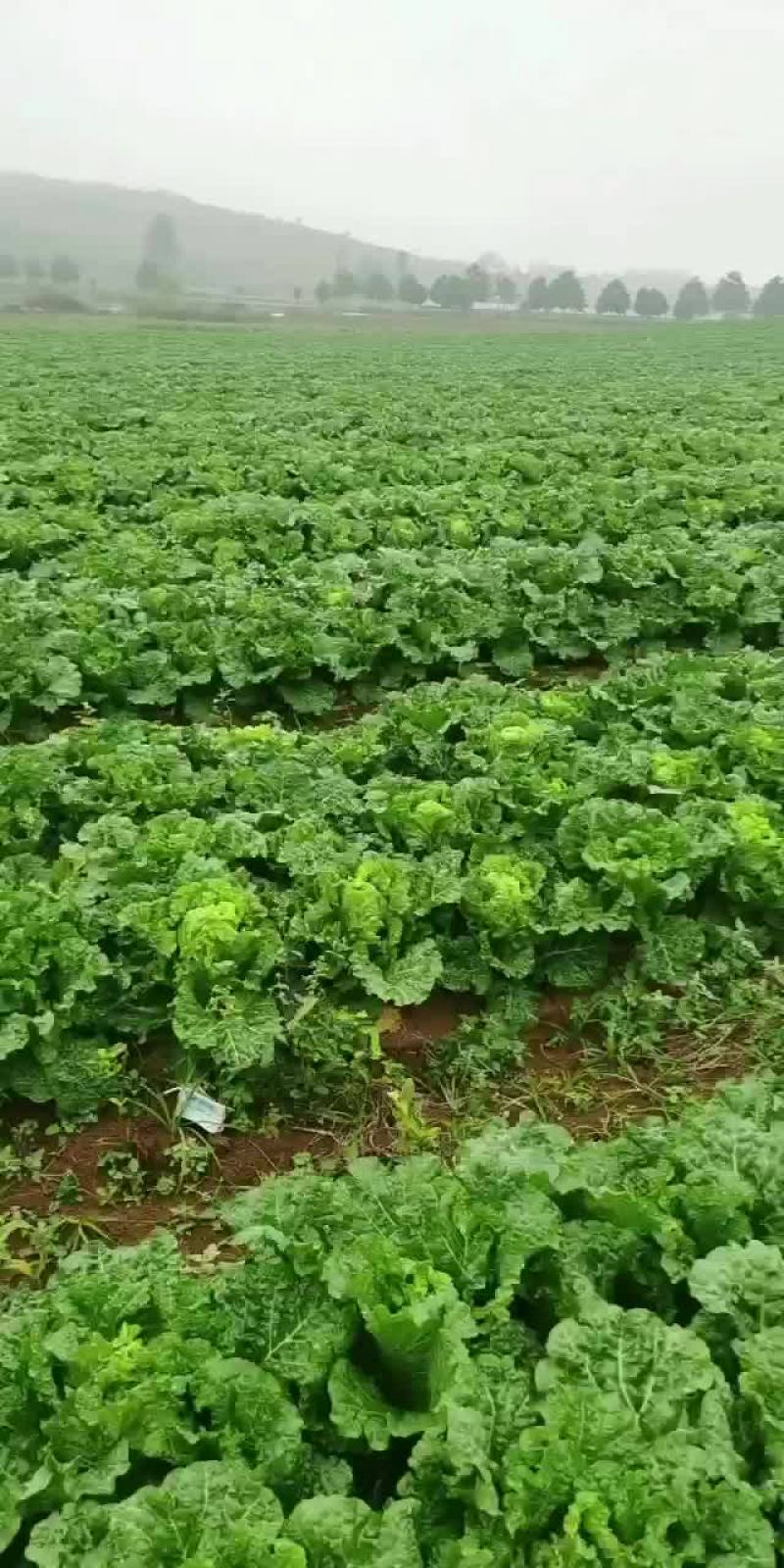 麻叶菜长年有货