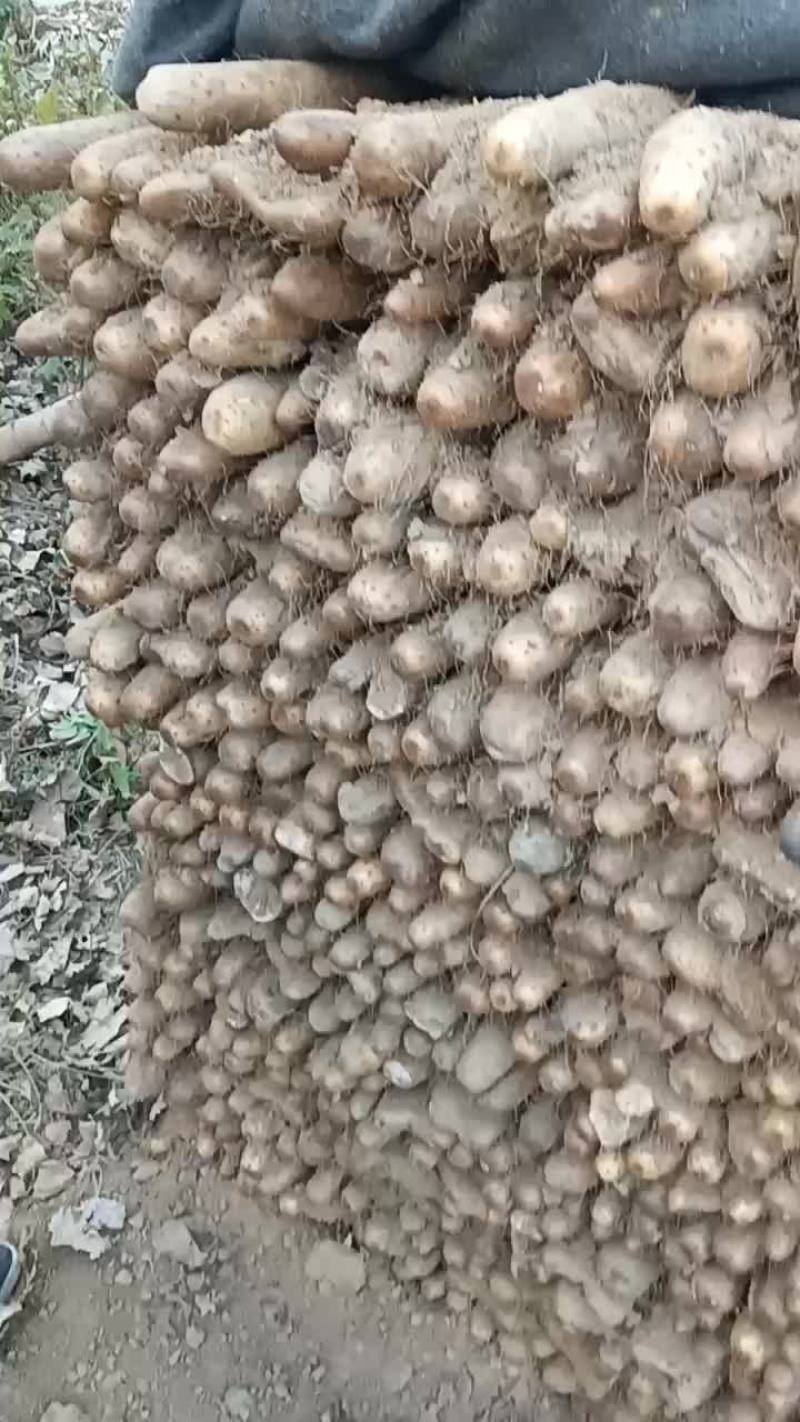 山东聊城白玉山药大量上市，要好货的老板抓紧联系！机不可失