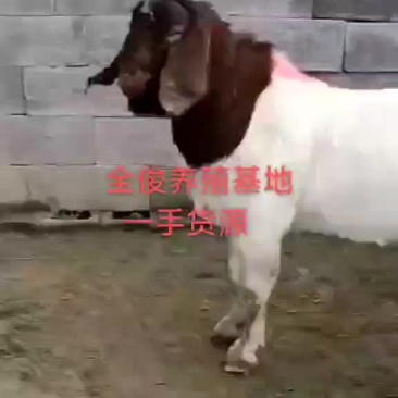 波尔山羊种公羊
