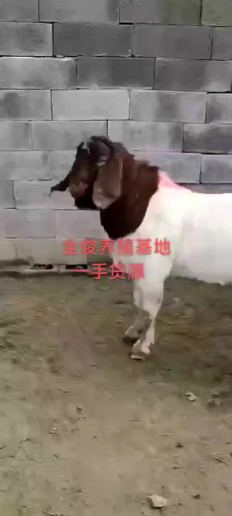 波尔山羊种公羊