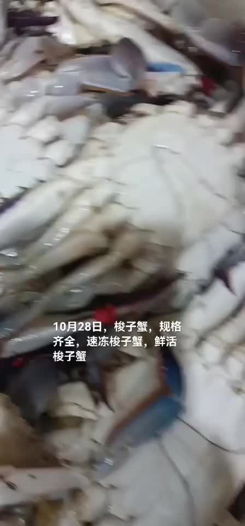梭子蟹，速冻梭子蟹，鲜活梭子蟹