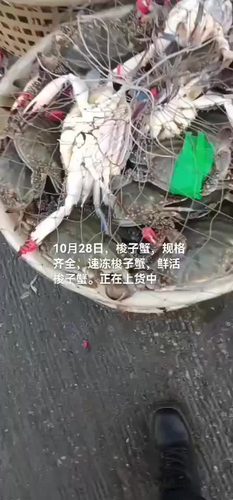 梭子蟹，速冻梭子蟹，鲜活梭子蟹
