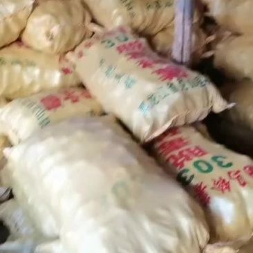 中薯五号土豆种薯