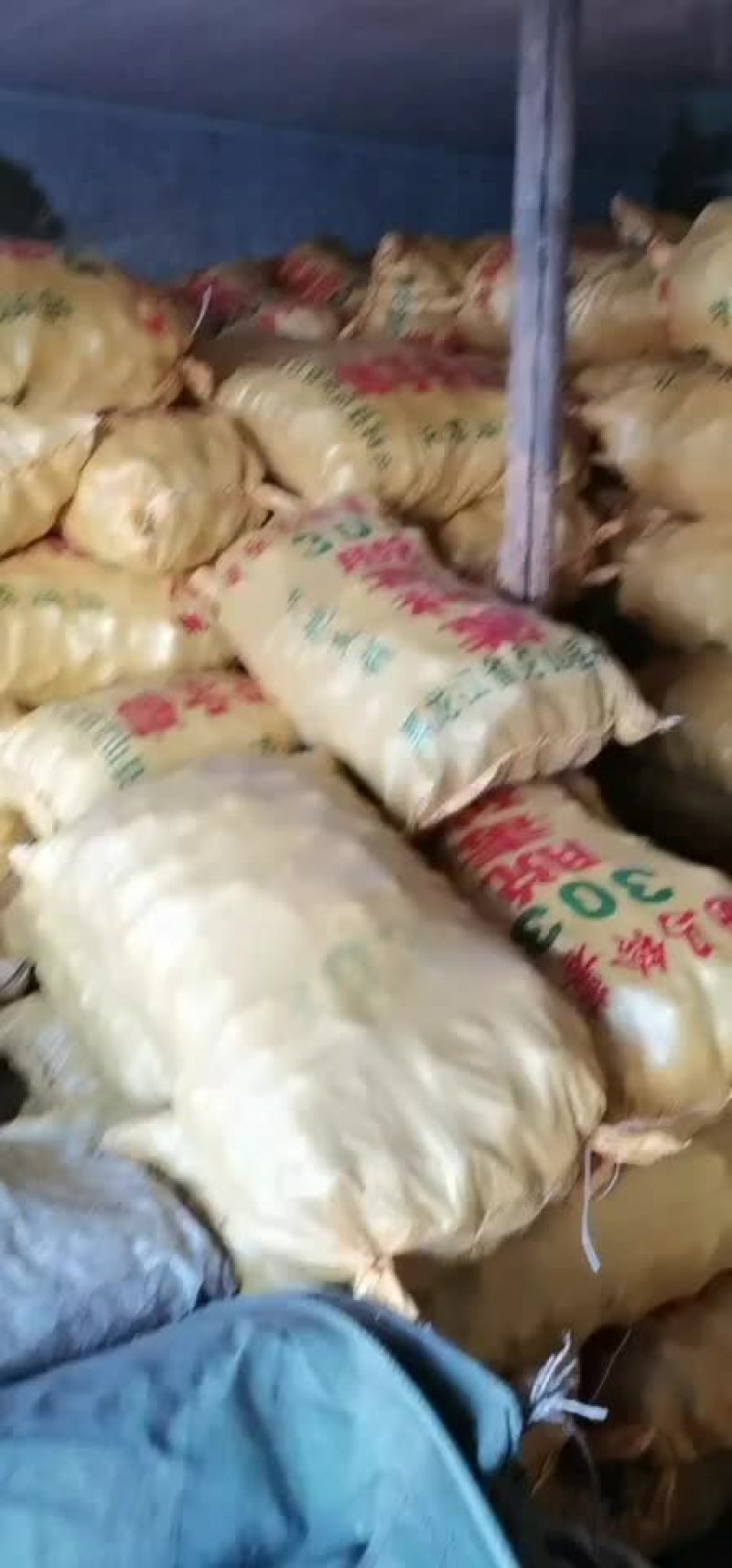 中薯五号土豆种薯