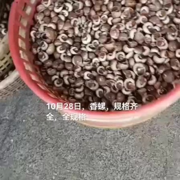 香螺