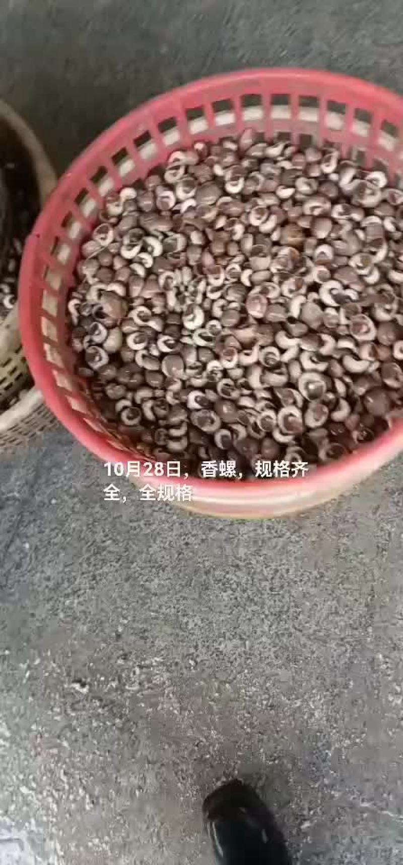 香螺
