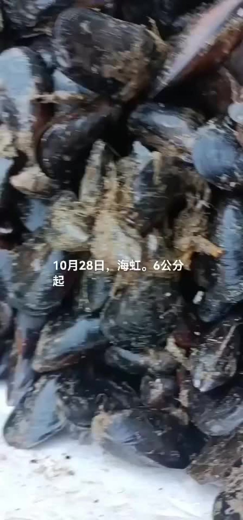 海虹