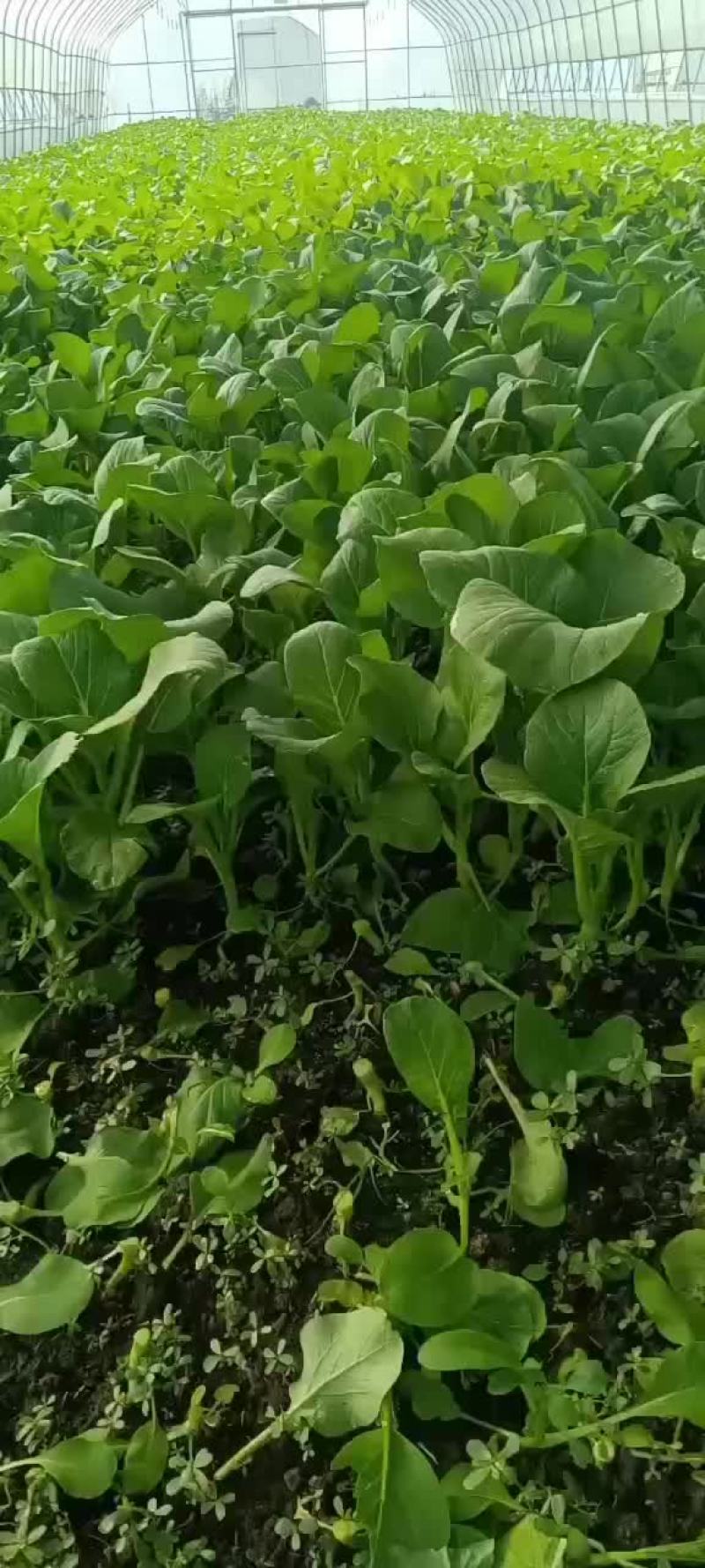 上海菜苔