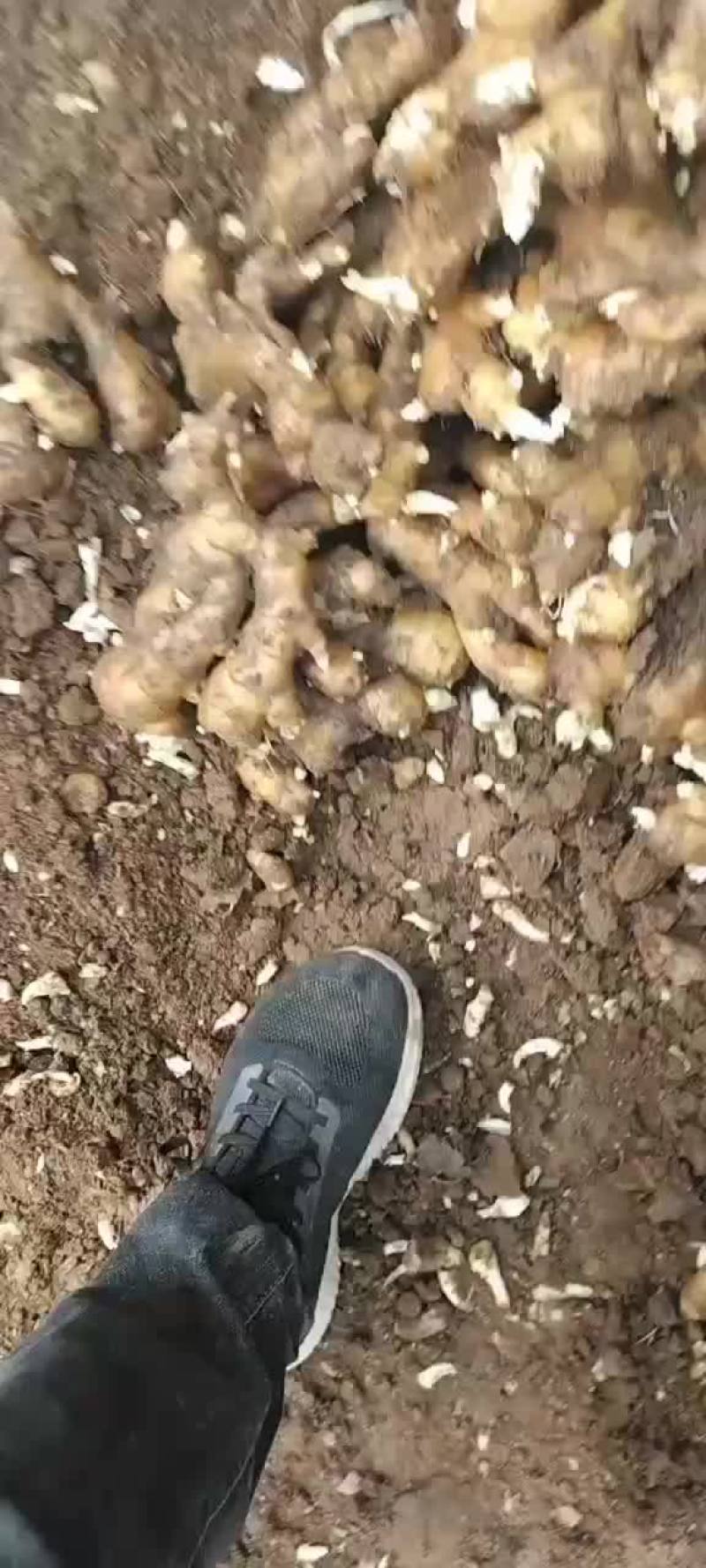生姜批发价格大黄姜批发价格