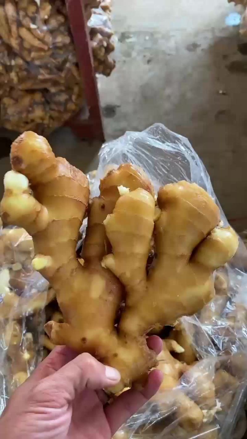 生姜批发价格大黄姜批发价格