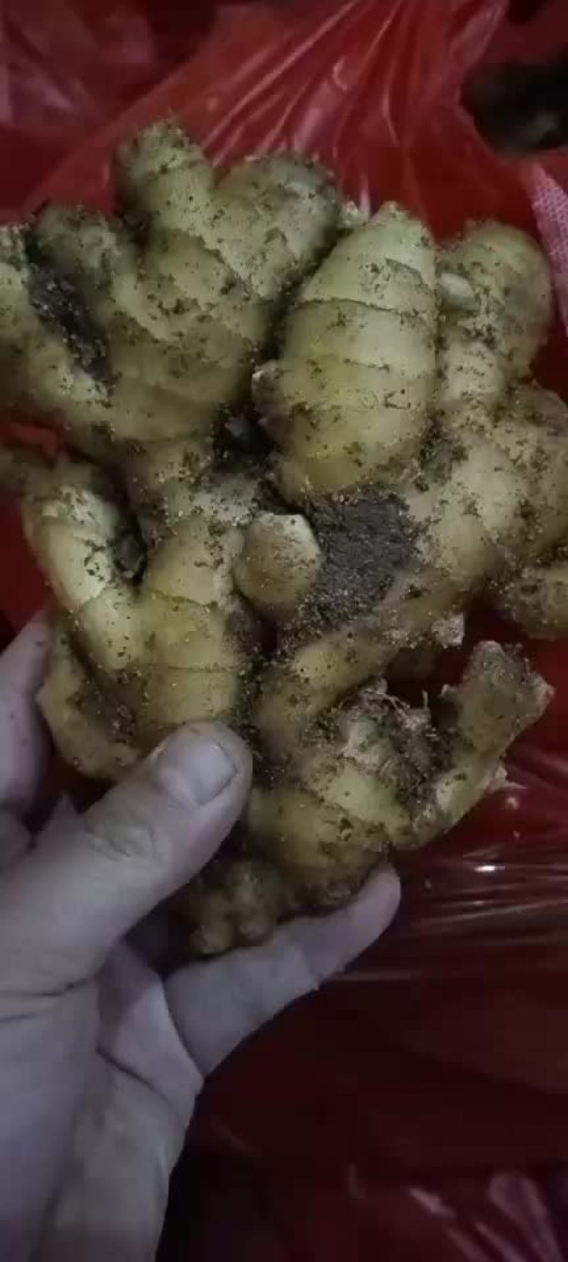 生姜批发价格大黄姜批发价格