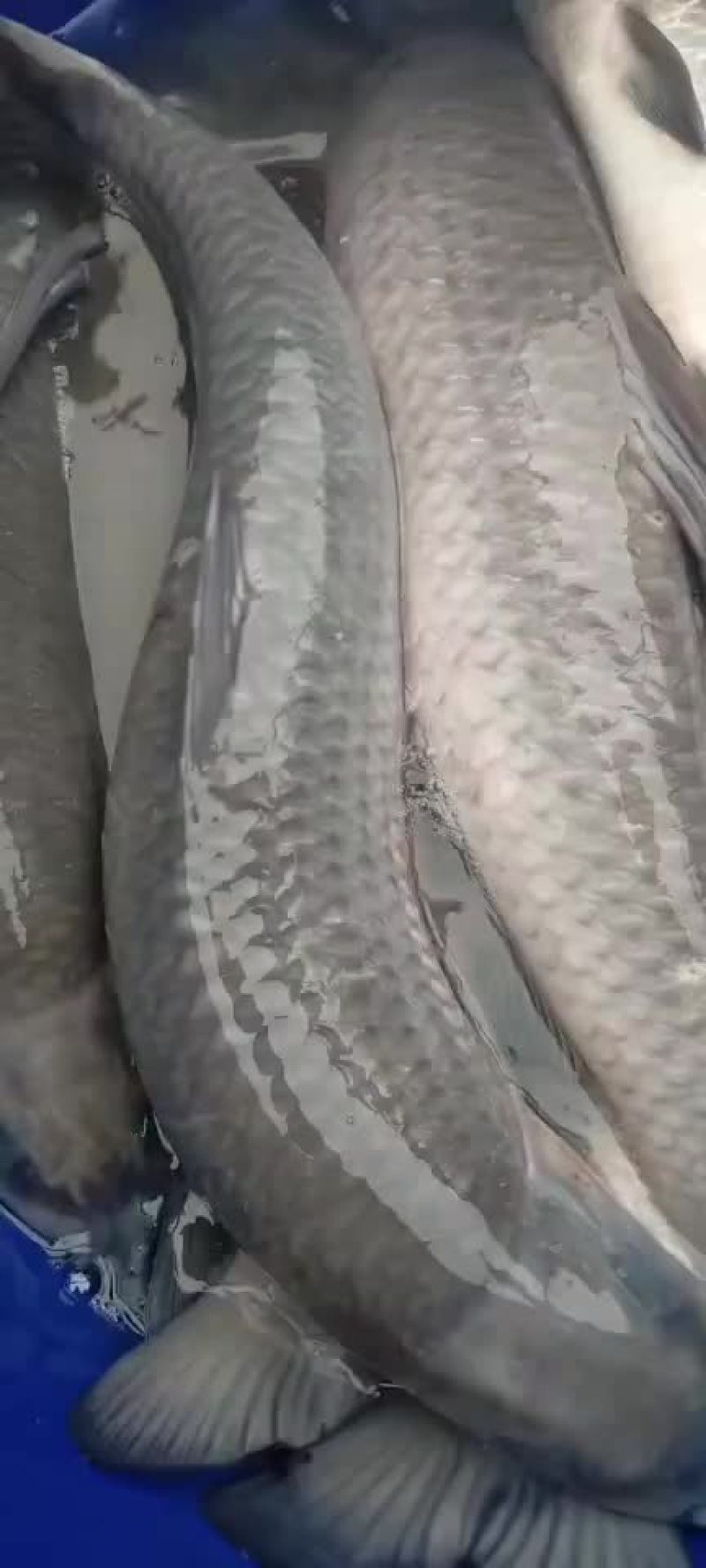青鱼，黑鲩，1斤到90斤各类规格供应，精养青鱼，保质保量
