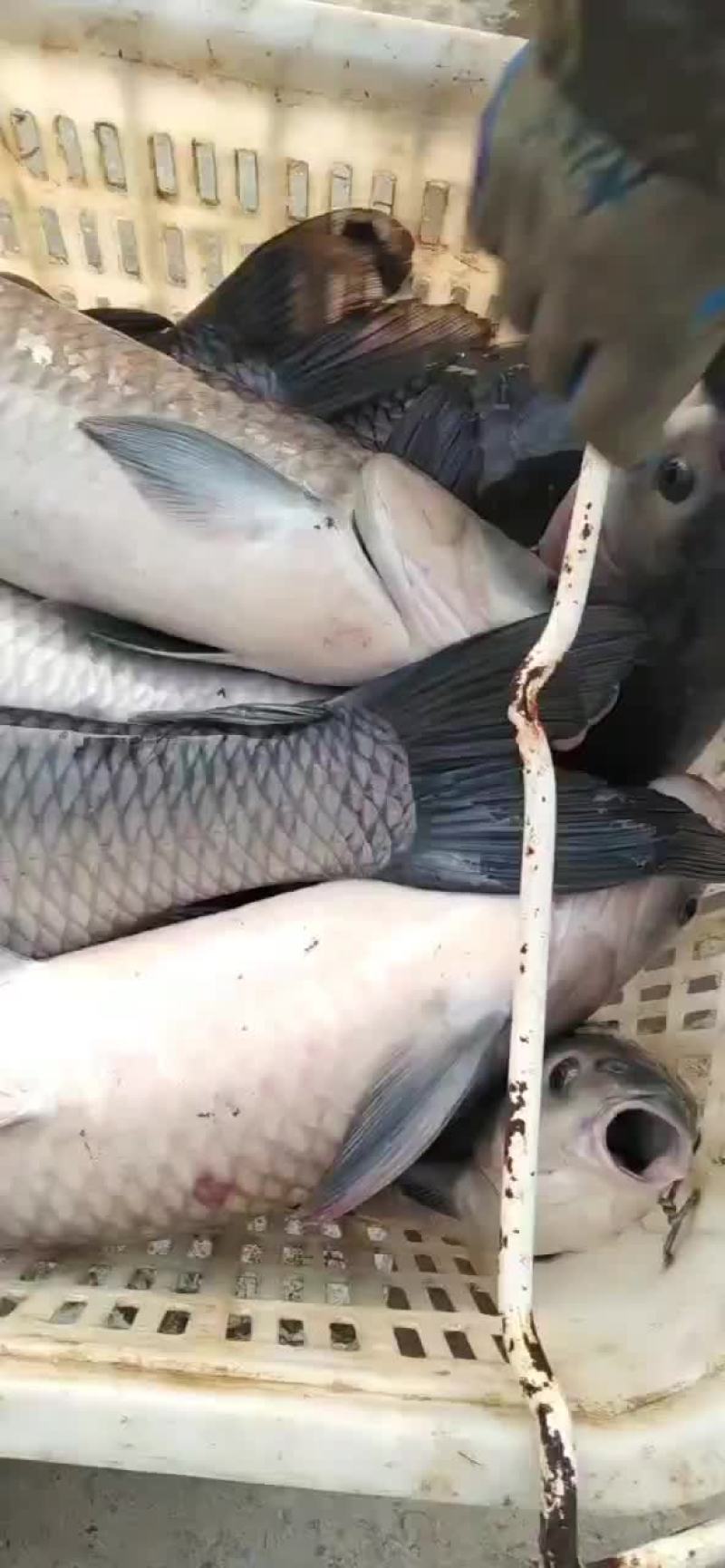 青鱼，黑鲩，1斤到90斤各类规格供应，精养青鱼，保质保量