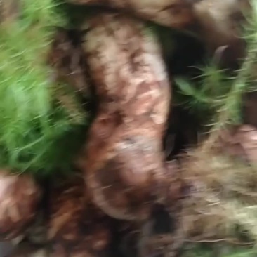 野生菌