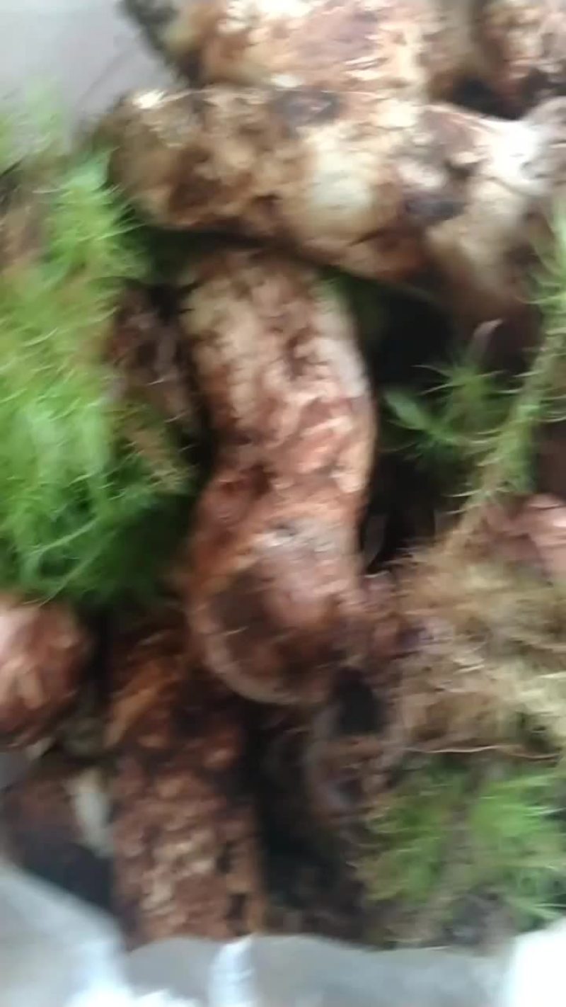 野生菌