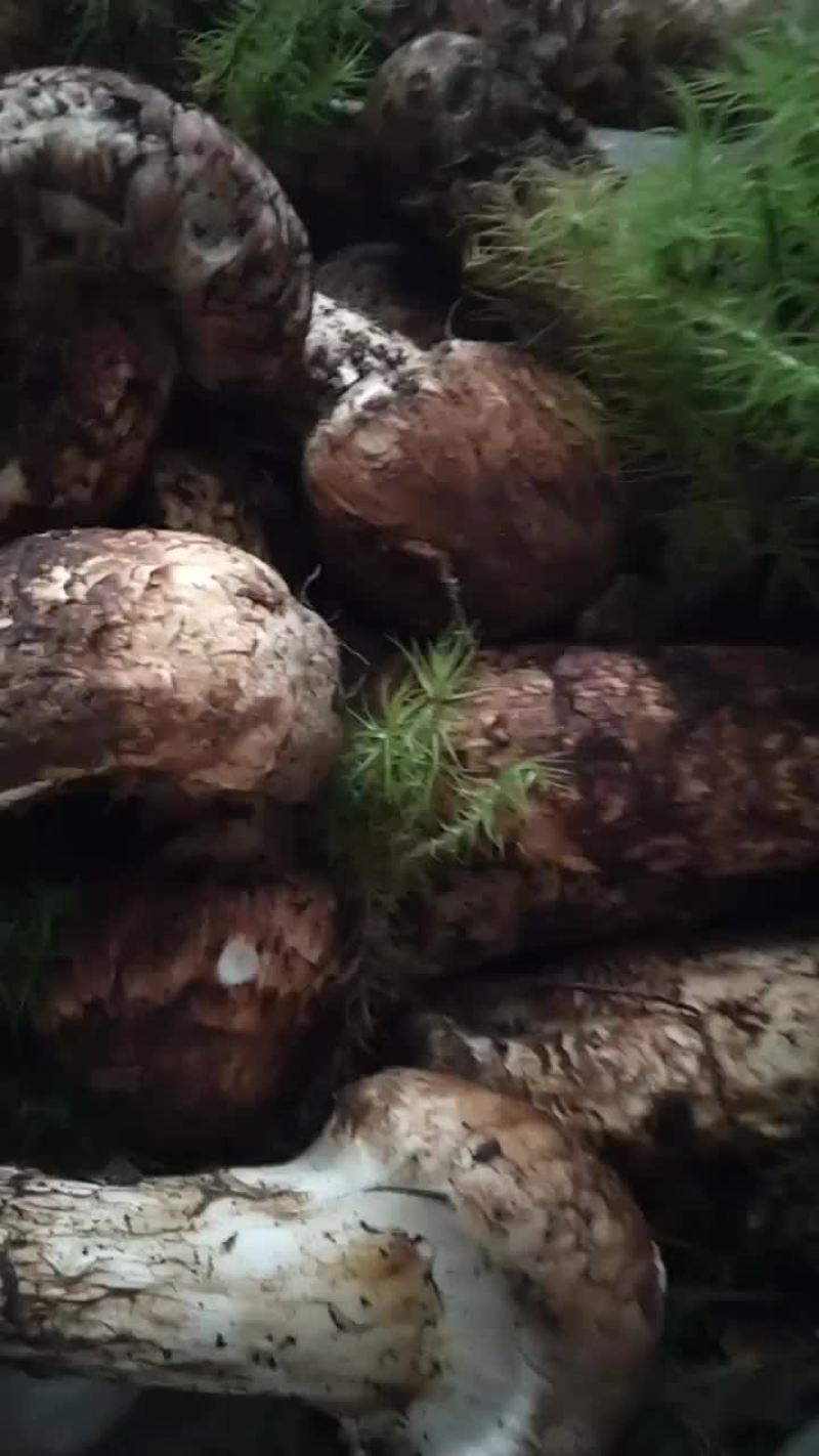 野生菌