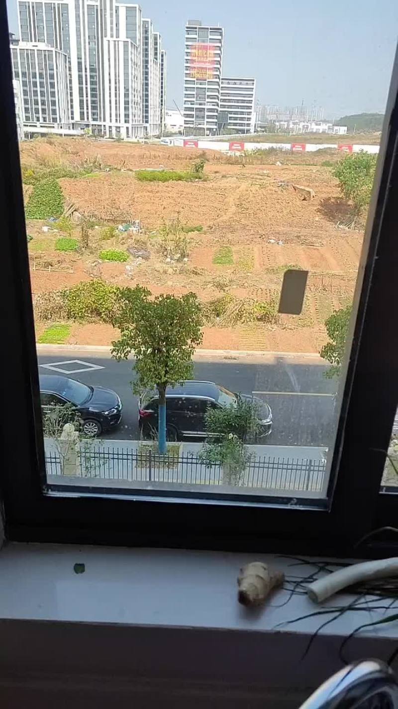 草鱼