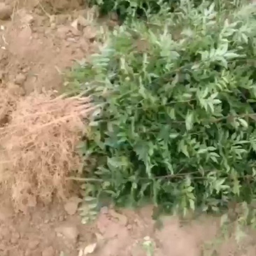 花椒种苗