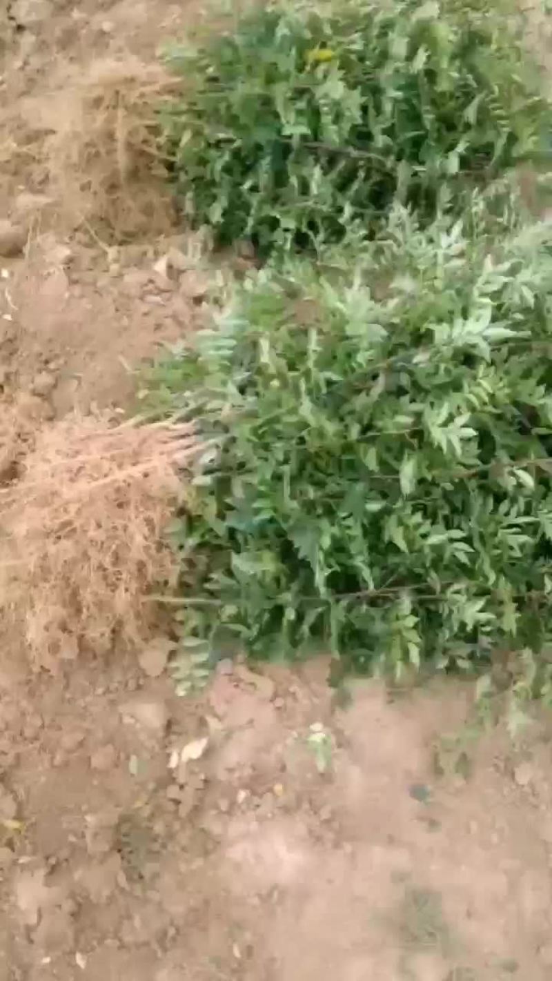 花椒种苗