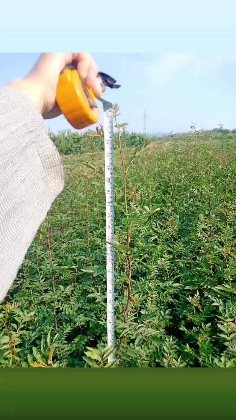 花椒种苗