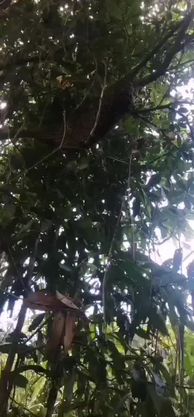蜂蜜