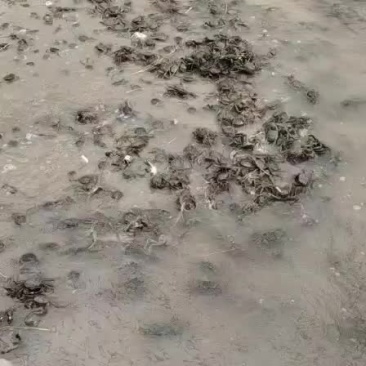 河蟹