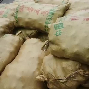 土豆种薯中薯五号