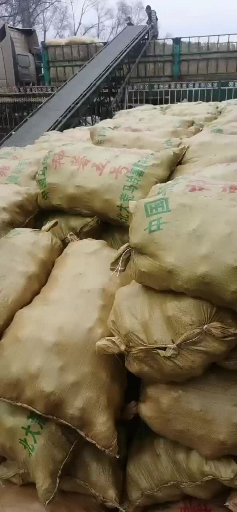 土豆种薯中薯五号
