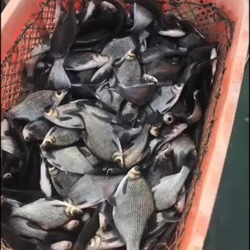 鳊鱼，鱼场直供：垂钓专用鳊鱼！免费送货上门！