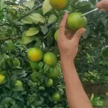 金钱橙